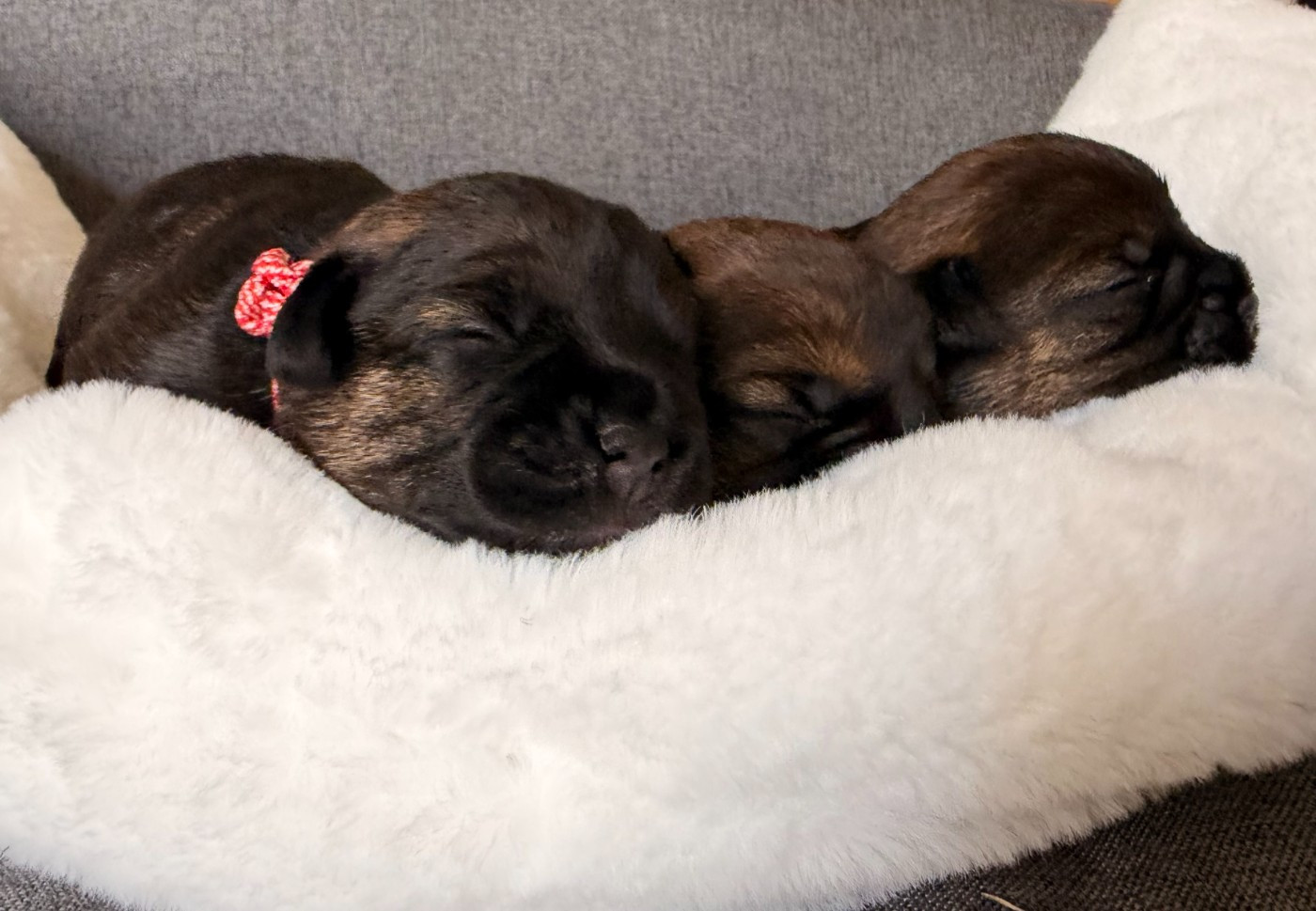 Les bébés
