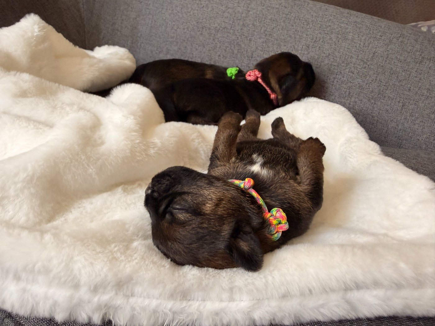 Des Contrees D'atalante - Chiots disponibles - Border Terrier