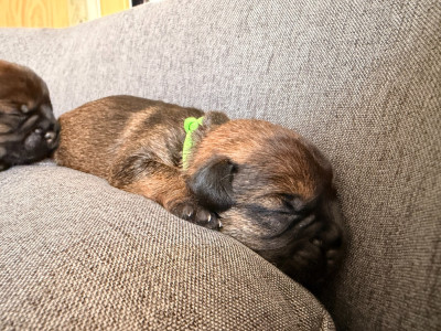 CHIOT 1
