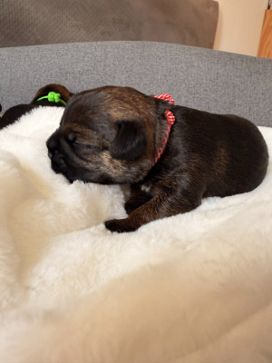 CHIOT 2